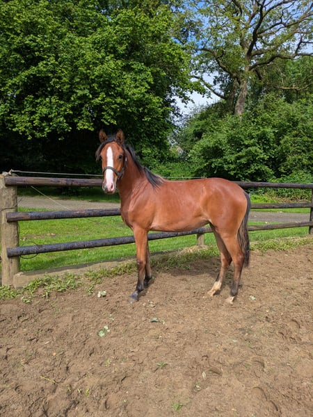 Deutsches Reitpony, Stute in Vreden
