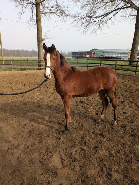 Deutsches Reitpony, Stute in Vreden