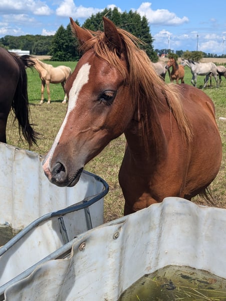 Deutsches Reitpony, Stute in Libbesdorf