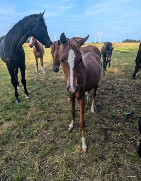 Deutsches Reitpony, Stute in Libbesdorf