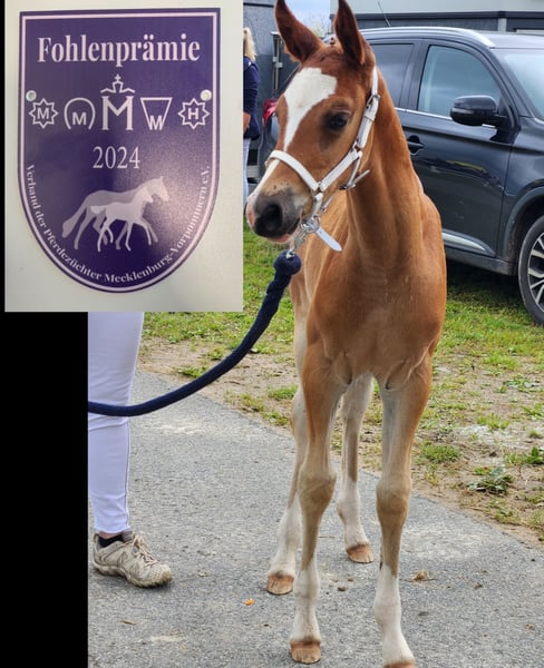 Deutsches Reitpony, Stute in Lubmin