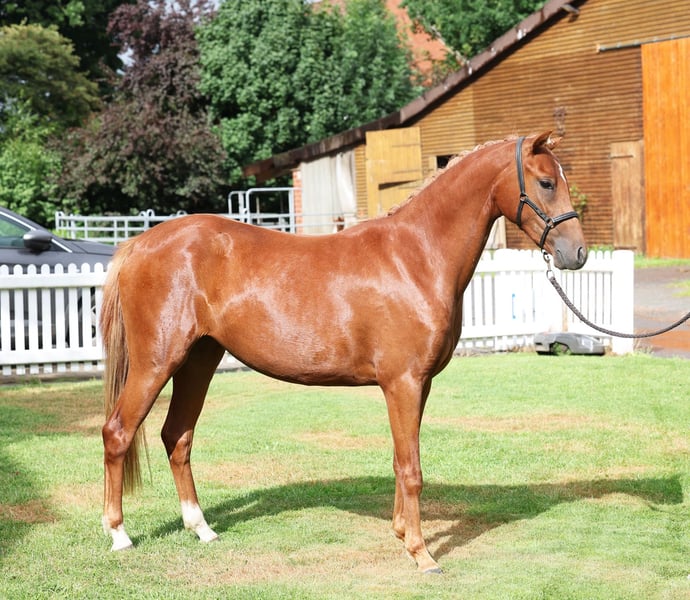Deutsches Reitpony, Stute in Stuhr
