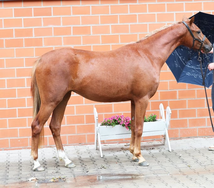 Deutsches Reitpony, Stute in Stuhr