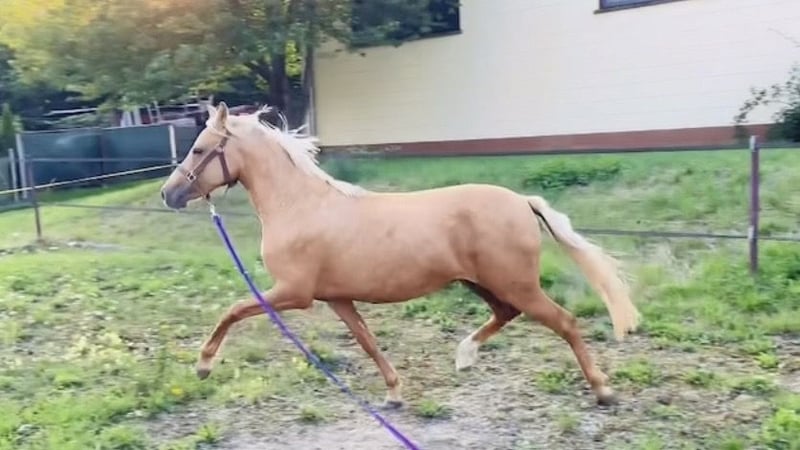 Deutsches Reitpony, Stute in Usingen