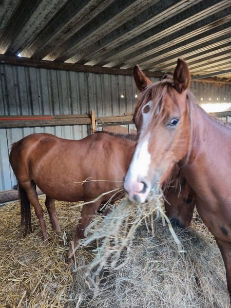 Deutsches Reitpony, Stute in Hückelhoven