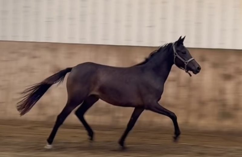 Deutsches Reitpony, Stute in Welver