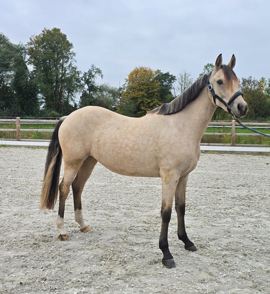 Deutsches Reitpony, Stute in Weilerswist