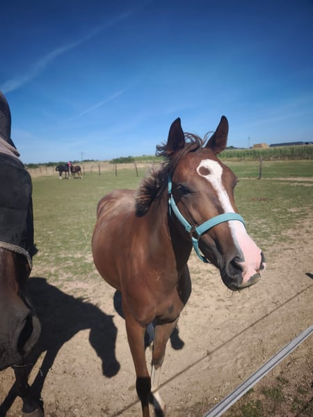 Deutsches Reitpony, Stute in Hückelhoven