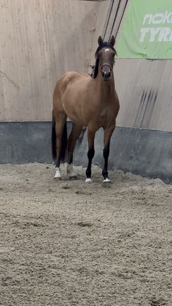 Deutsches Reitpony, Stute in WegelebenWegeleben