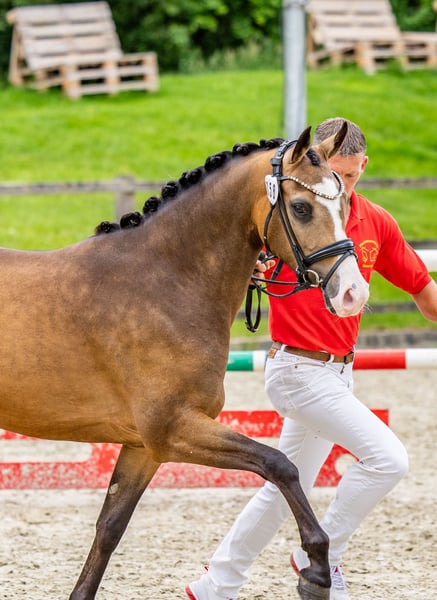 Deutsches Reitpony, Stute in Ratingen