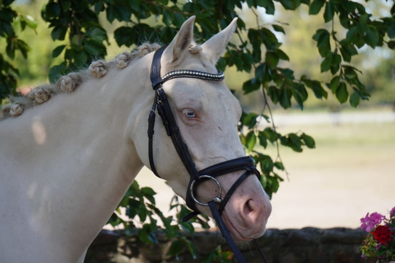Deutsches Reitpony, Stute in Treuenbrietzen