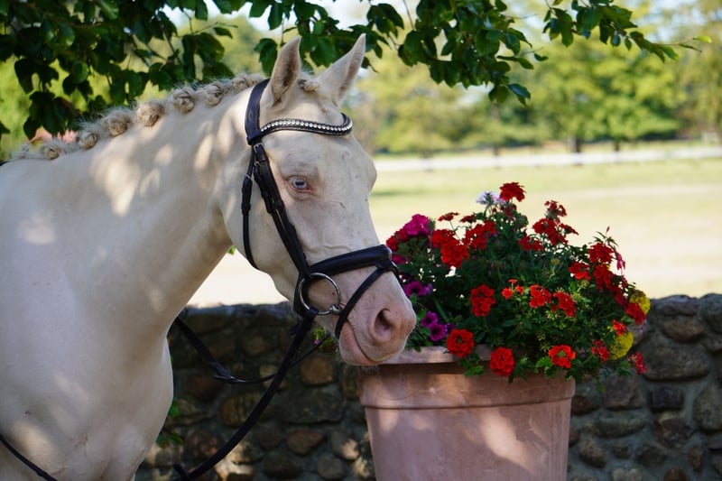 Deutsches Reitpony, Stute in Treuenbrietzen
