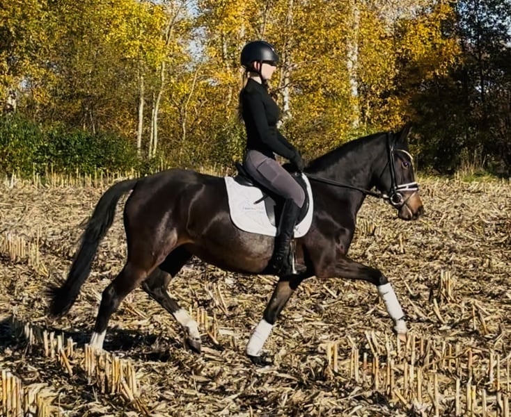 Deutsches Reitpony, Stute in HassendorfSottrum