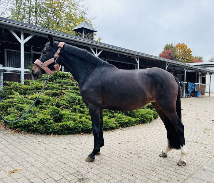 Deutsches Reitpony, Stute in HassendorfSottrum