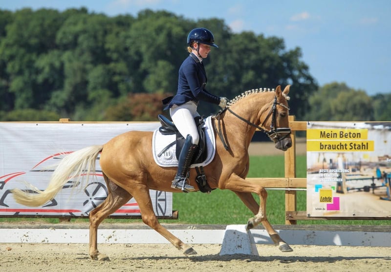Deutsches Reitpony, Stute in Welver