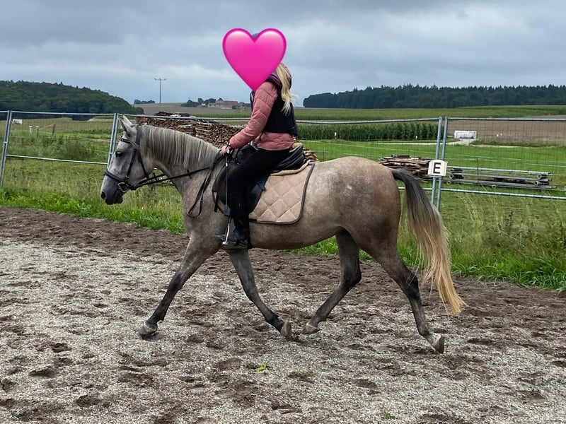 Deutsches Reitpony, Stute in Deuerling