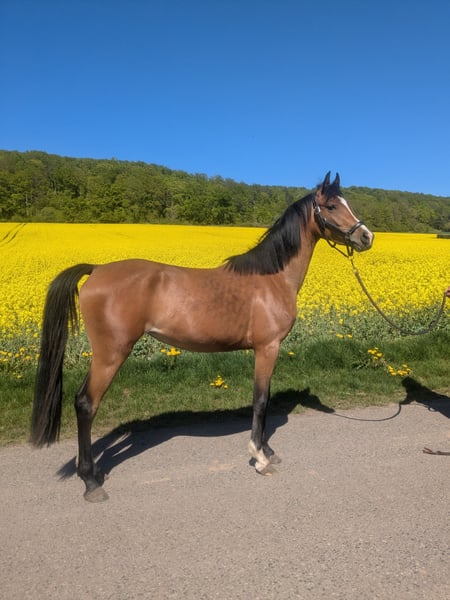 Deutsches Reitpony, Stute in Kirchworbis