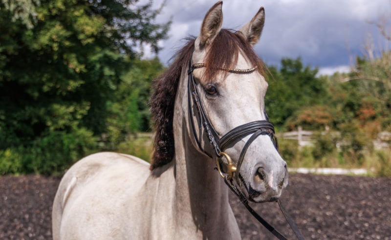 Deutsches Reitpony, Stute in Teltow