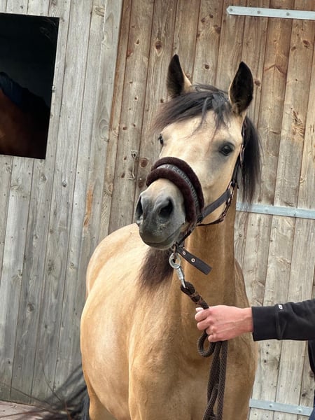 Deutsches Reitpony, Stute in Vreden