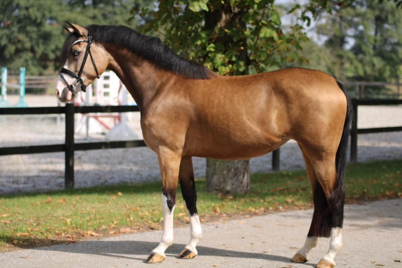 Deutsches Reitpony, Stute in Xanten