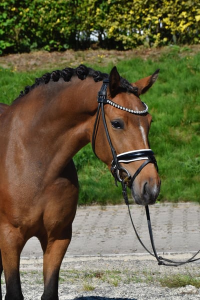 Deutsches Reitpony, Stute in Fürstenau