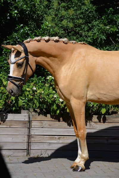 Deutsches Reitpony, Stute in Stuhr
