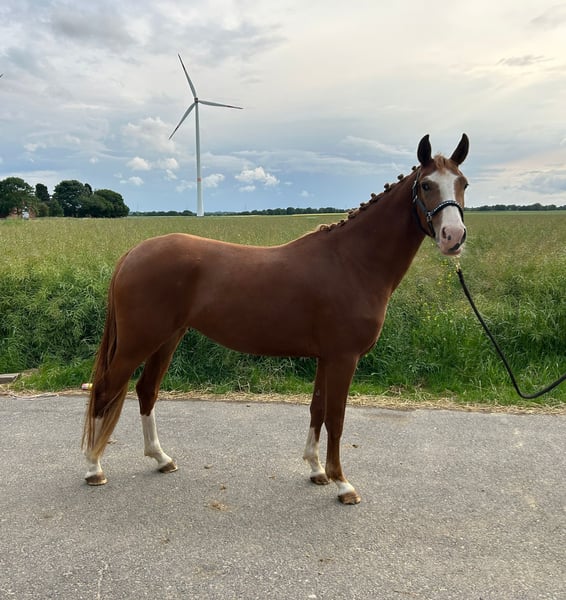 Deutsches Reitpony, Stute in Geilenkirchen