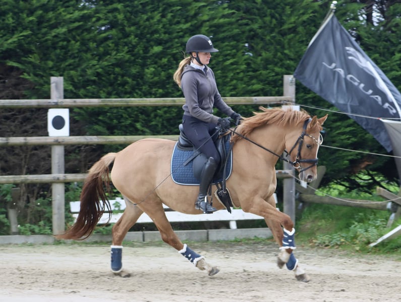 Deutsches Reitpony, Stute in Nottuln