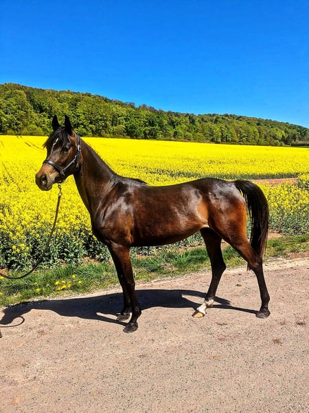 Deutsches Reitpony, Stute in Kirchworbis