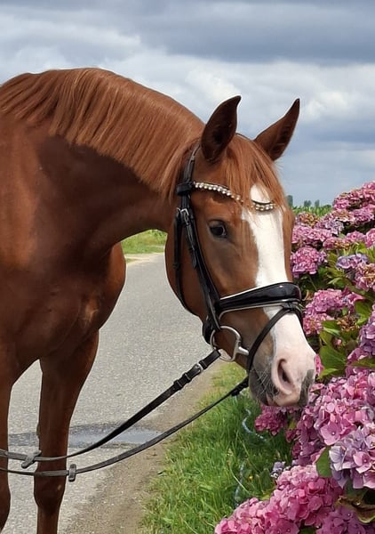 Deutsches Reitpony, Stute in Weeze