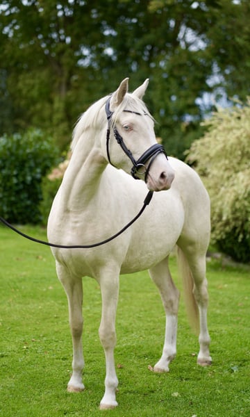 Deutsches Reitpony, Stute in Dörpum