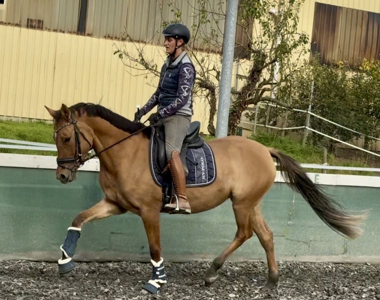 Deutsches Reitpony, Stute in Kraichtal