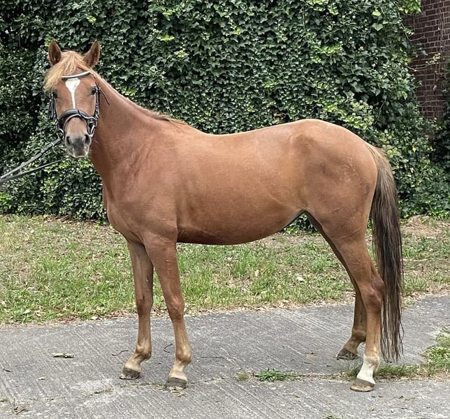 Deutsches Reitpony, Stute in Suhlendorf