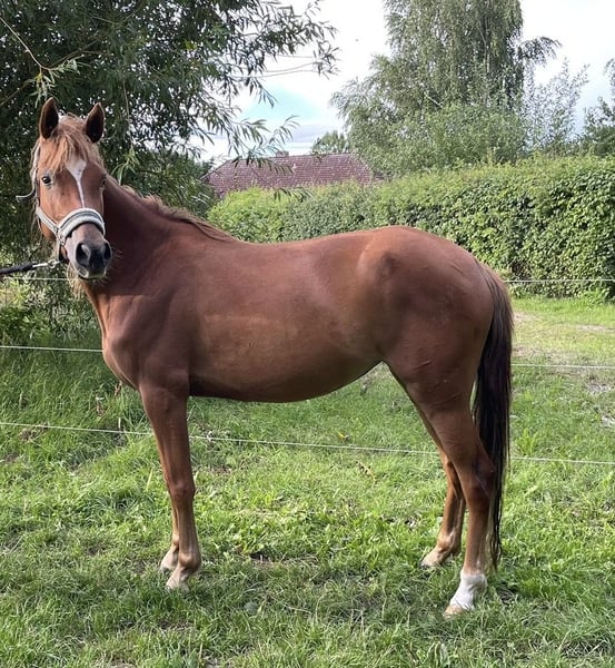 Deutsches Reitpony, Stute in Suhlendorf