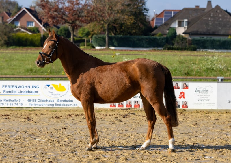 Deutsches Reitpony, Stute in Bad Bentheim