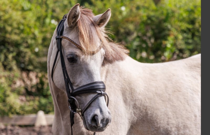 Deutsches Reitpony, Stute in Teltow