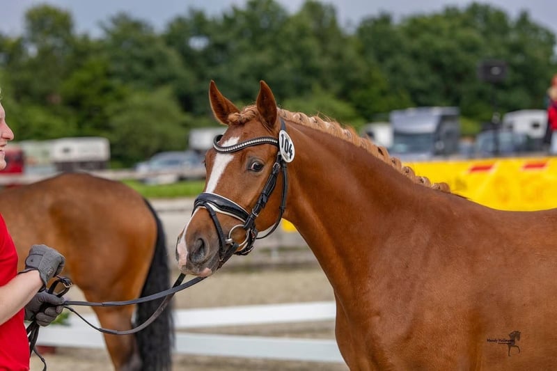 Deutsches Reitpony, Stute in Siegen