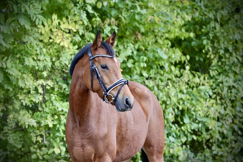 Deutsches Reitpony, Stute in Windhagen