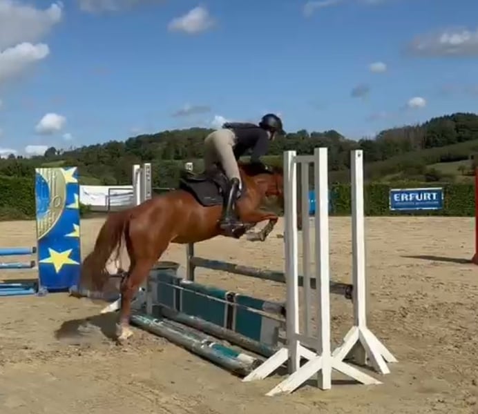 Deutsches Reitpony, Stute in Lindlar