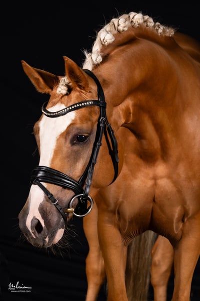 Deutsches Reitpony, Stute in Herrenberg