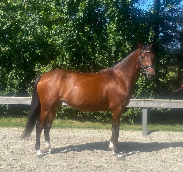 Deutsches Reitpony, Stute in Süderlügum