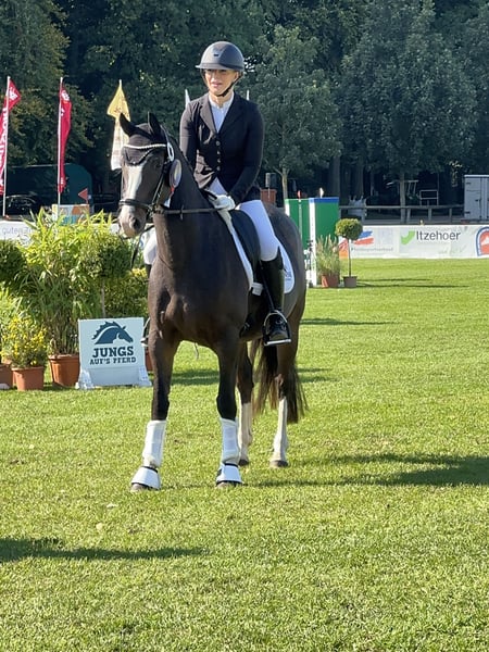 Deutsches Reitpony, Stute in Ahrensburg