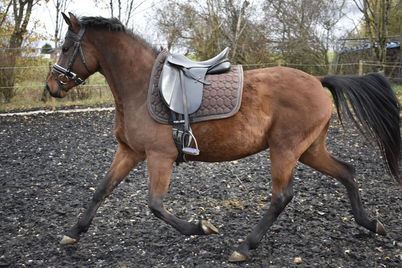 Deutsches Reitpony, Stute in Osburg