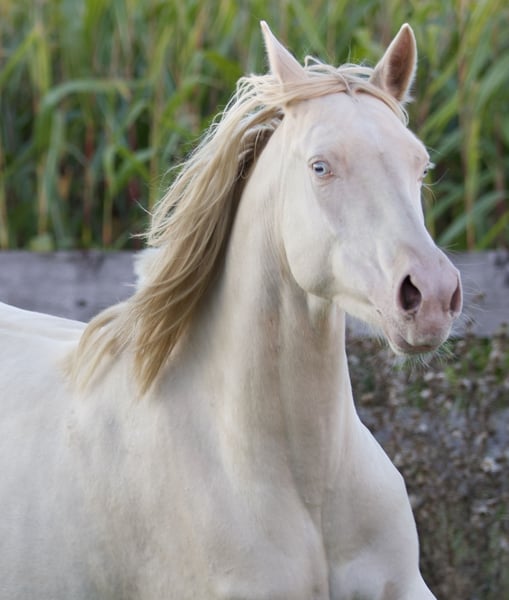 Deutsches Reitpony, Stute in Nersingen