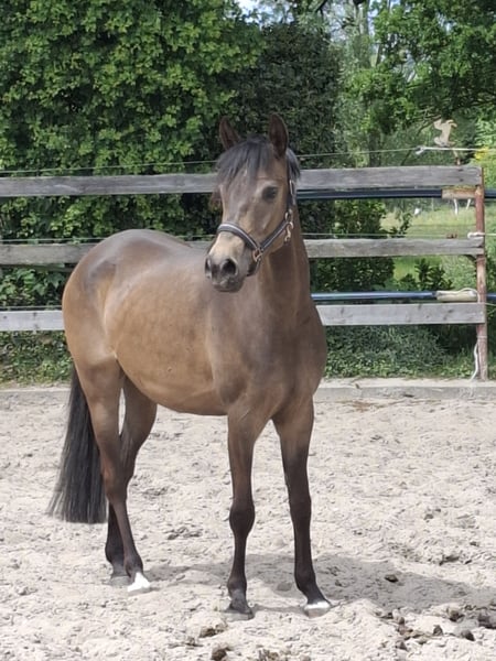Deutsches Reitpony, Stute in Nordhorn