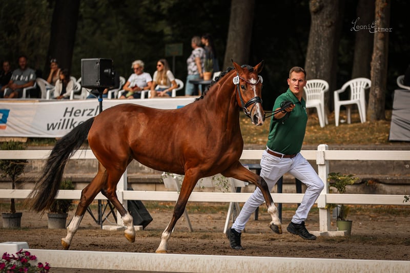 Deutsches Reitpony, Stute in Vettweiß