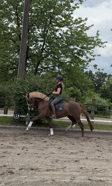Deutsches Reitpony, Stute in Ahrensburg