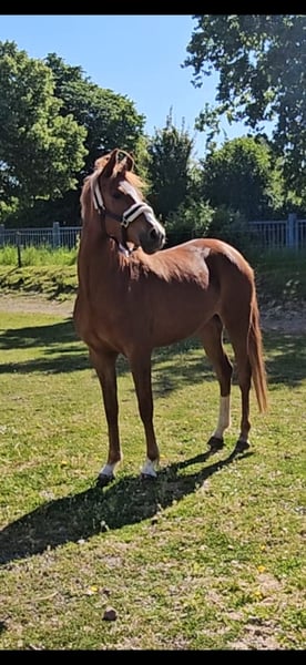 Deutsches Reitpony, Stute in Niederzier