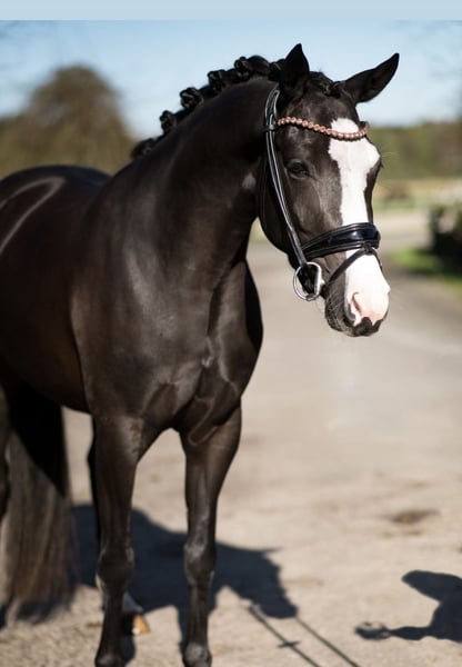 Deutsches Reitpony, Stute in Helferskirchen