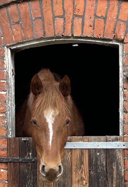 Deutsches Reitpony, Stute in Suhlendorf
